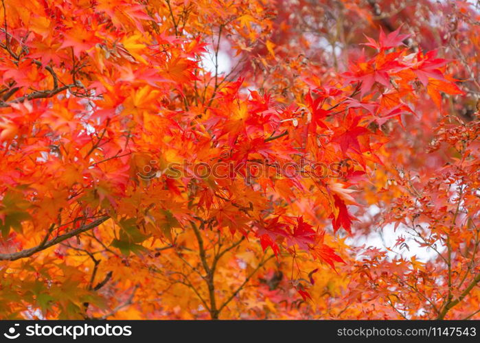 Red maple leaves or fall foliage in colorful autumn season near Fujikawaguchiko, Yamanashi. Five lakes. Trees in Japan with blue sky. Nature landscape background