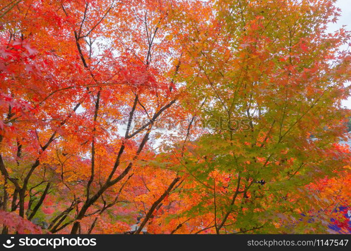 Red maple leaves or fall foliage in colorful autumn season near Fujikawaguchiko, Yamanashi. Five lakes. Trees in Japan with blue sky. Nature landscape background