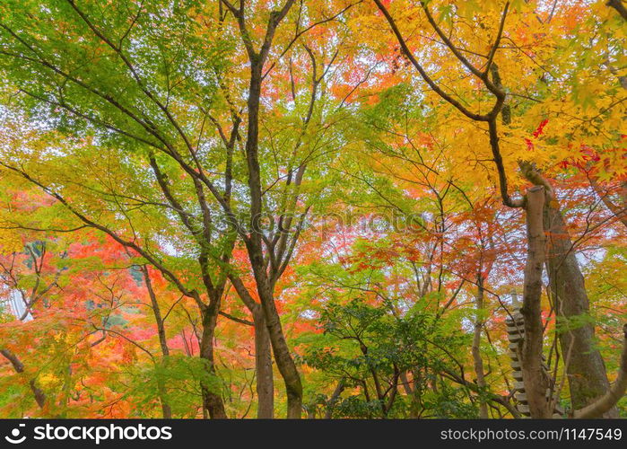 Red maple leaves or fall foliage in colorful autumn season near Fujikawaguchiko, Yamanashi. Five lakes. Trees in Japan with blue sky. Nature landscape background