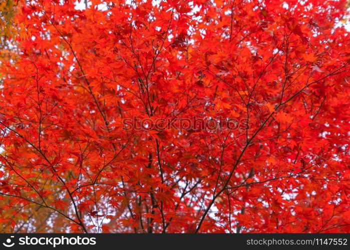 Red maple leaves or fall foliage in colorful autumn season near Fujikawaguchiko, Yamanashi. Five lakes. Trees in Japan with blue sky. Nature landscape background