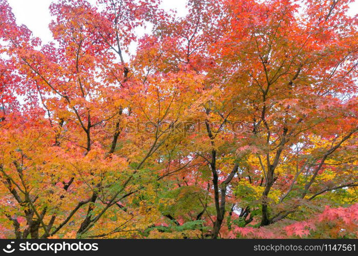 Red maple leaves or fall foliage in colorful autumn season near Fujikawaguchiko, Yamanashi. Five lakes. Trees in Japan with blue sky. Nature landscape background