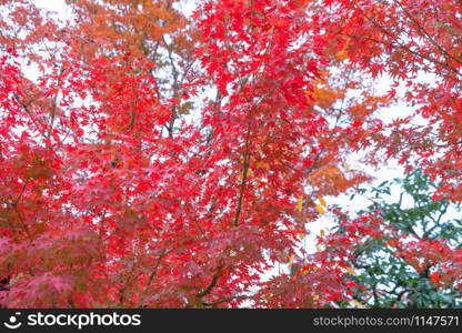 Red maple leaves or fall foliage in colorful autumn season near Fujikawaguchiko, Yamanashi. Five lakes. Trees in Japan with blue sky. Nature landscape background