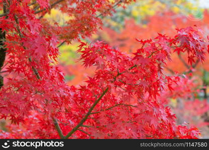 Red maple leaves or fall foliage in colorful autumn season near Fujikawaguchiko, Yamanashi. Five lakes. Trees in Japan with blue sky. Nature landscape background