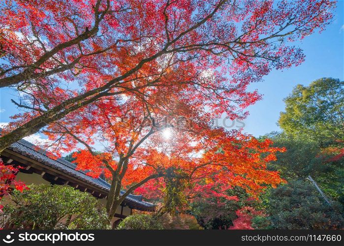Red maple leaves or fall foliage in colorful autumn season near Fujikawaguchiko, Yamanashi. Five lakes. Trees in Japan with blue sky. Nature landscape background