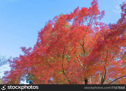 Red maple leaves or fall foliage in colorful autumn season near Fujikawaguchiko, Yamanashi. Five lakes. Trees in Japan with blue sky. Nature landscape background