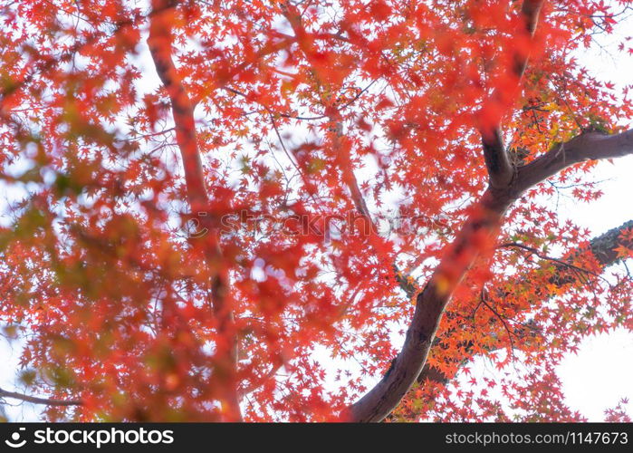 Red maple leaves or fall foliage in colorful autumn season near Fujikawaguchiko, Yamanashi. Five lakes. Trees in Japan with blue sky. Nature landscape background