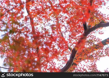 Red maple leaves or fall foliage in colorful autumn season near Fujikawaguchiko, Yamanashi. Five lakes. Trees in Japan with blue sky. Nature landscape background