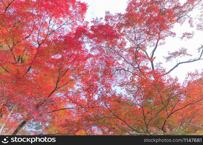 Red maple leaves or fall foliage in colorful autumn season near Fujikawaguchiko, Yamanashi. Five lakes. Trees in Japan with blue sky. Nature landscape background