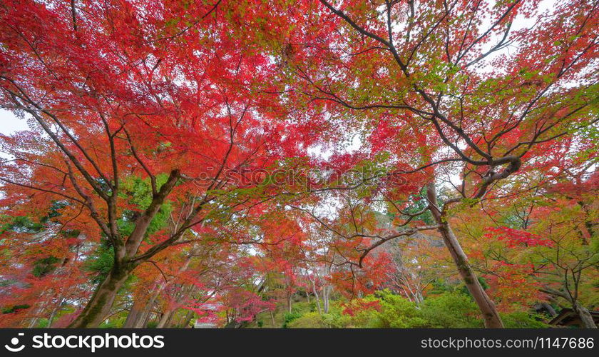 Red maple leaves or fall foliage in colorful autumn season near Fujikawaguchiko, Yamanashi. Five lakes. Trees in Japan with blue sky. Nature landscape background