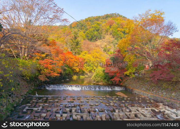 Red maple leaves or fall foliage in colorful autumn season near waterfall at Ruriko-in temple, Kyoto. Trees in Japan with blue sky. Nature landscape background.