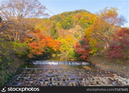 Red maple leaves or fall foliage in colorful autumn season near waterfall at Ruriko-in temple, Kyoto. Trees in Japan with blue sky. Nature landscape background.