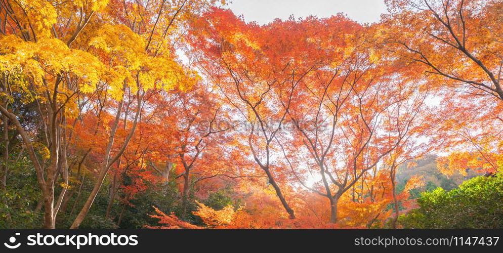 Red maple leaves or fall foliage with branches in colorful autumn season in Kyoto City, Kansai. Trees in Japan. Nature landscape background.