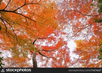 Red maple leaves or fall foliage with branches in colorful autumn season in Kyoto City, Kansai. Trees in Japan. Nature landscape background.