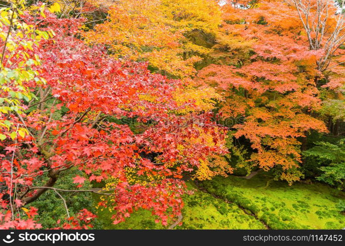 Red maple leaves or fall foliage with branches in colorful autumn season in Kyoto City, Kansai. Trees in Japan. Nature landscape background.