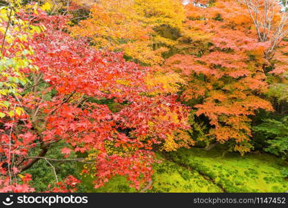 Red maple leaves or fall foliage with branches in colorful autumn season in Kyoto City, Kansai. Trees in Japan. Nature landscape background.