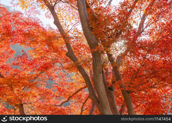 Red maple leaves or fall foliage with branches in colorful autumn season in Kyoto City, Kansai. Trees in Japan. Nature landscape background.