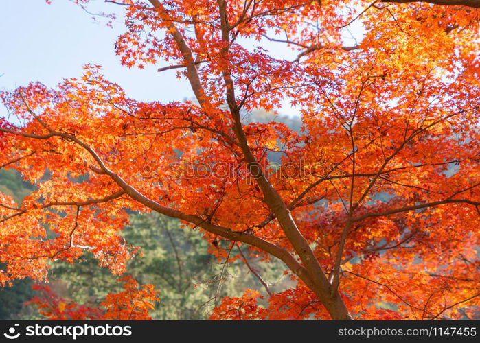 Red maple leaves or fall foliage with branches in colorful autumn season in Kyoto City, Kansai. Trees in Japan. Nature landscape background.