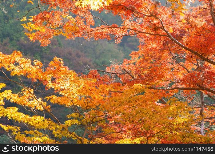 Red maple leaves or fall foliage with branches in colorful autumn season in Kyoto City, Kansai. Trees in Japan. Nature landscape background.