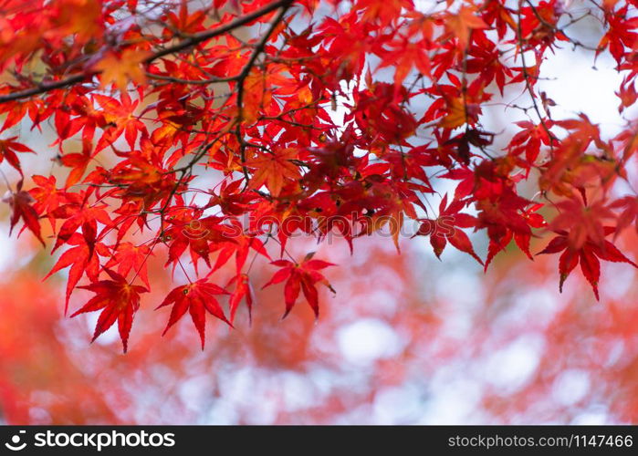 Red maple leaves or fall foliage with branches in colorful autumn season in Kyoto City, Kansai. Trees in Japan. Nature landscape background.