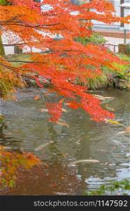 Red maple leaves or fall foliage with carp fish in lake or river in colorful autumn season near Fujikawaguchiko, Yamanashi. Five lakes. Trees in Japan with blue sky. Nature landscape background