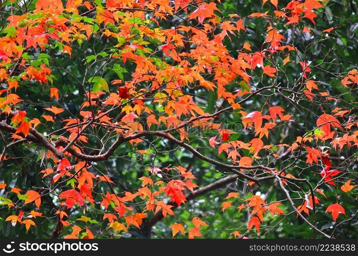 red maple leaves pattern abstract nature background
