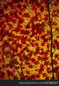 red maple leaves. red maple leaves against yellow mosaic