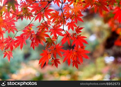 red maple on blur background