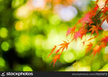 Red maple on blur bokeh background