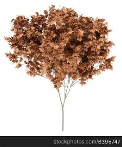 red maple tree isolated on white background. 3d illustration