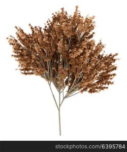 red maple tree isolated on white background. 3d illustration