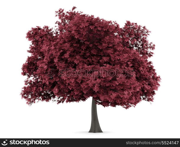 red maple tree isolated on white background