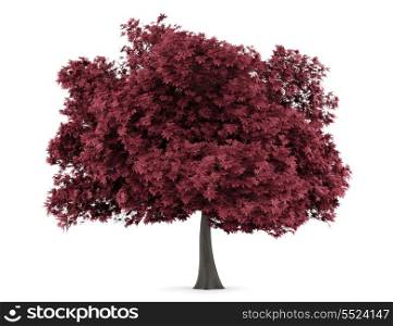 red maple tree isolated on white background
