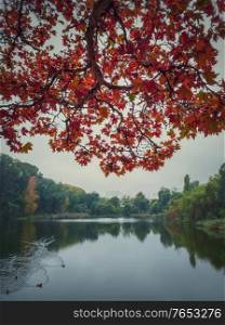Red maple tree leaves on the branches over the calm lake water. Moody autumn season natural background. Colorful foliage in the park in a cloudy fall day. Wild ducks on the pond.