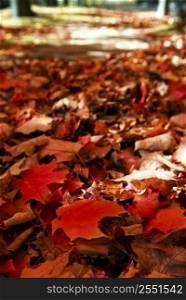 Red maple tree leaves on the forest floor in the fall