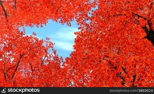 red maple trees shaking in wind with white clouds flying over blue sky in autumn/fall