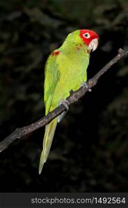 Red-masked conure (Psittacara erythrogenys) sitting on a branch, South America