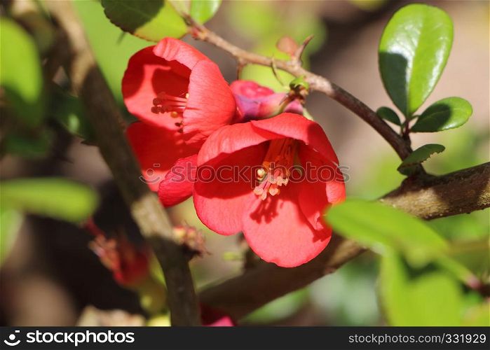 Red Maule's quince flower in a garden during spring