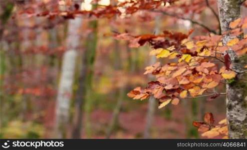 Red Mediterranean Beech Field in Autumn Rack Focus. Beautiful and awesome autumnal landscape. Colorful natural landscapes of the Garrotxa, Girona.