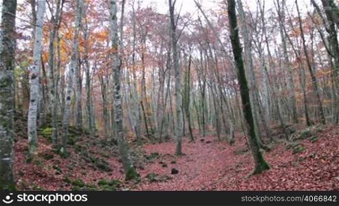 Red Mediterranean Beech Field in Fall. Beautiful and awesome autumnal landscape. Natural landscapes of the Garrotxa, Girona.