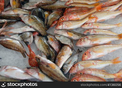 red mediterranean fishes on ice in a market in corsica