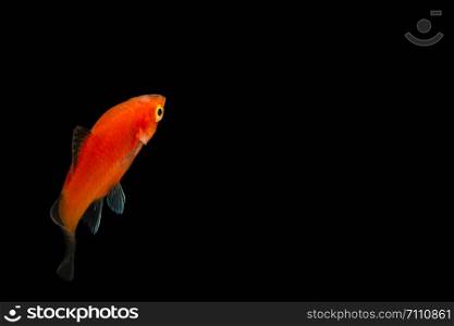 Red Molly Fish Fish