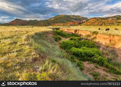 Red Mountain Open Space in northern Colorado near Fort Collins, summer scenery at sunset with cattle