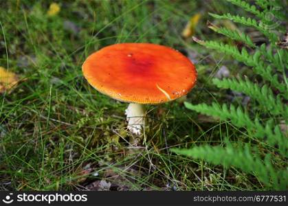 Red mushroom at early autumn in a swedish forest