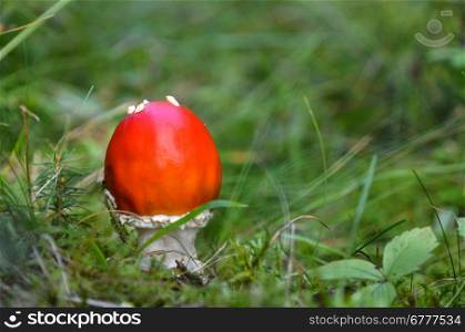 Red mushroom in a swedish forest at late summertime.