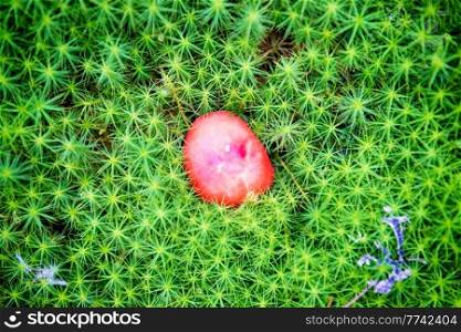Red mushroom in green moss. Nature mushroom background