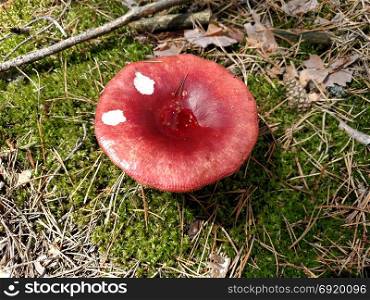 Red mushroom in summer forest.