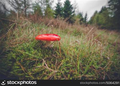 Red mushroom in the fall near a forest