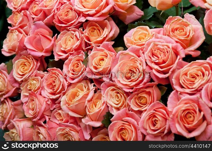 red natural roses background