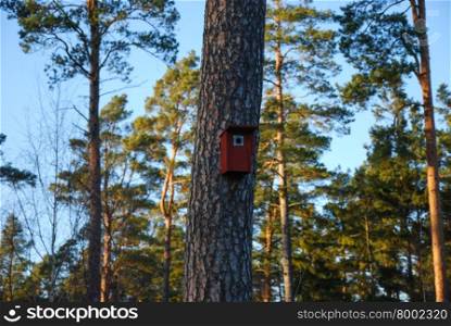 Red nesting box at a pine tree in a forest