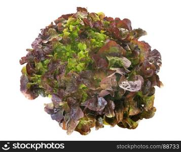 red oak-leaf lettuce in front of white background